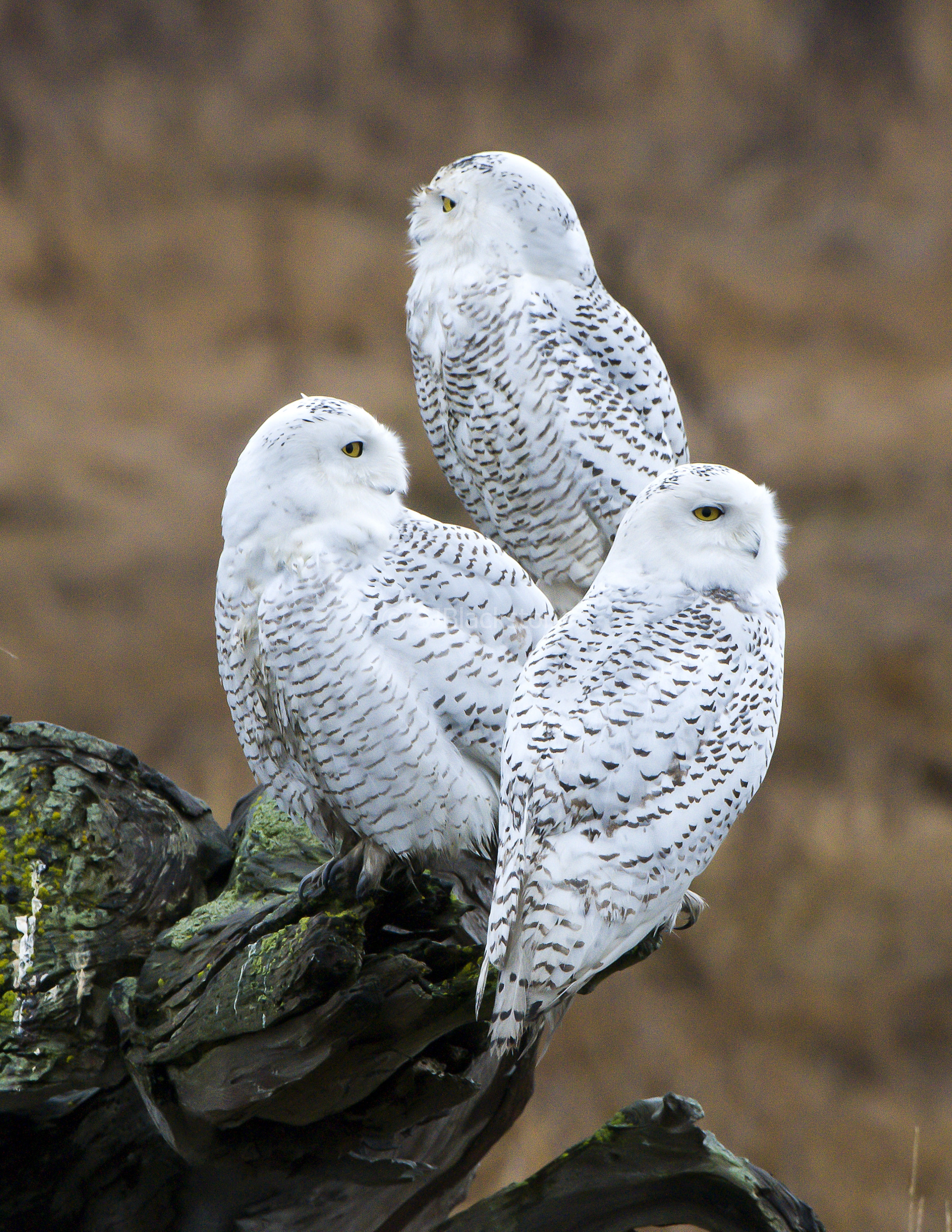  - Three-Snowy-Owls